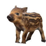 1/8 本年もどうぞよろしくお願い致します🐗